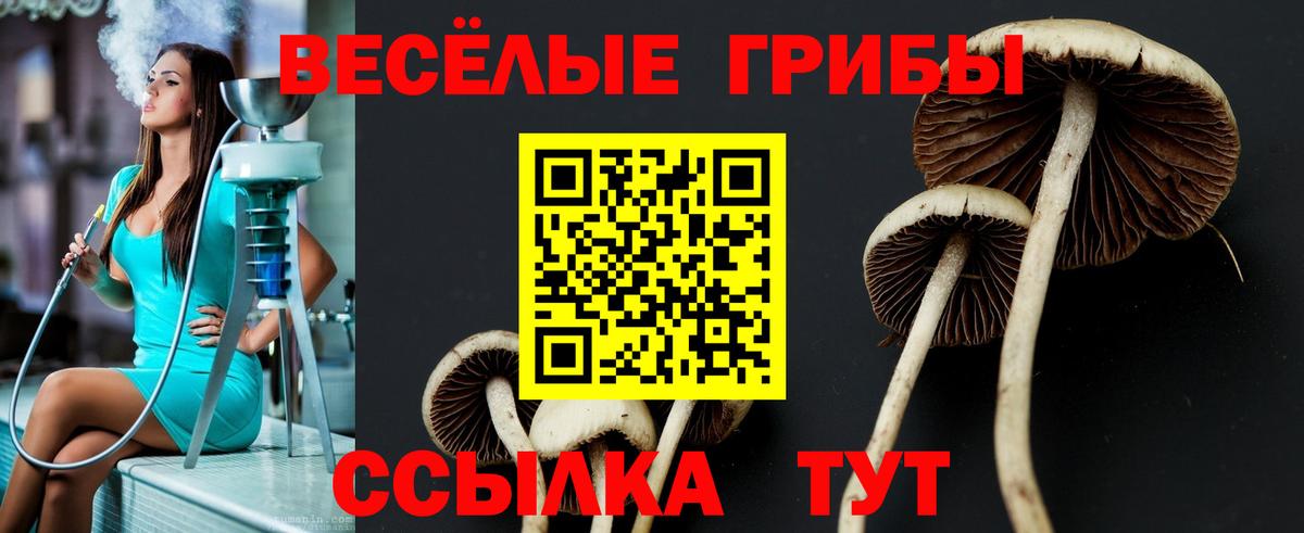 Партизанск  Галлюциногенные грибы Psilocybine cubensis  Вход с VPN 